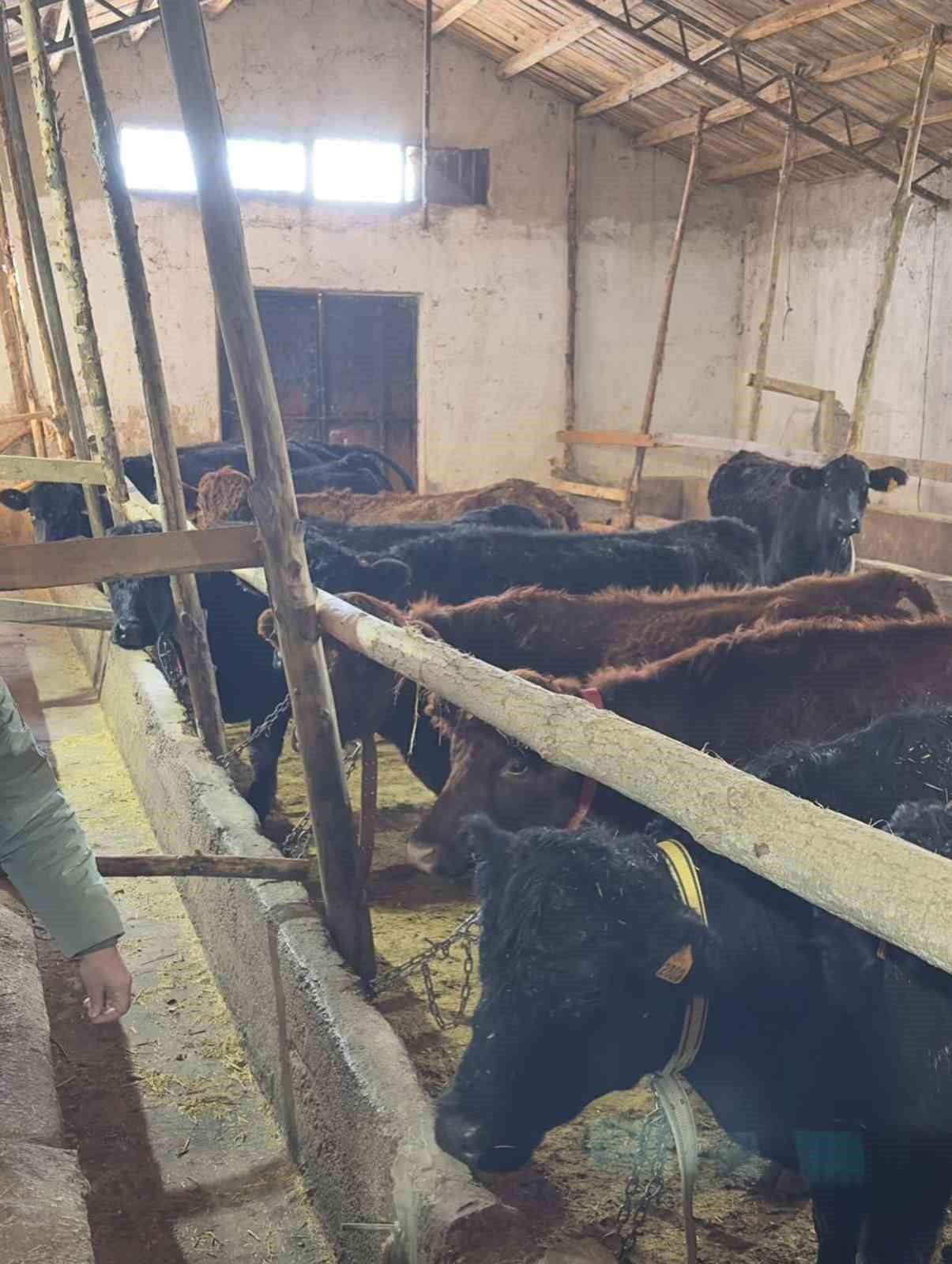 AYDINTEPE'DE HAYVANCILIĞA DESTEK KAPSAMINDA DÜVE TESLİMATLARI SÜRÜYOR