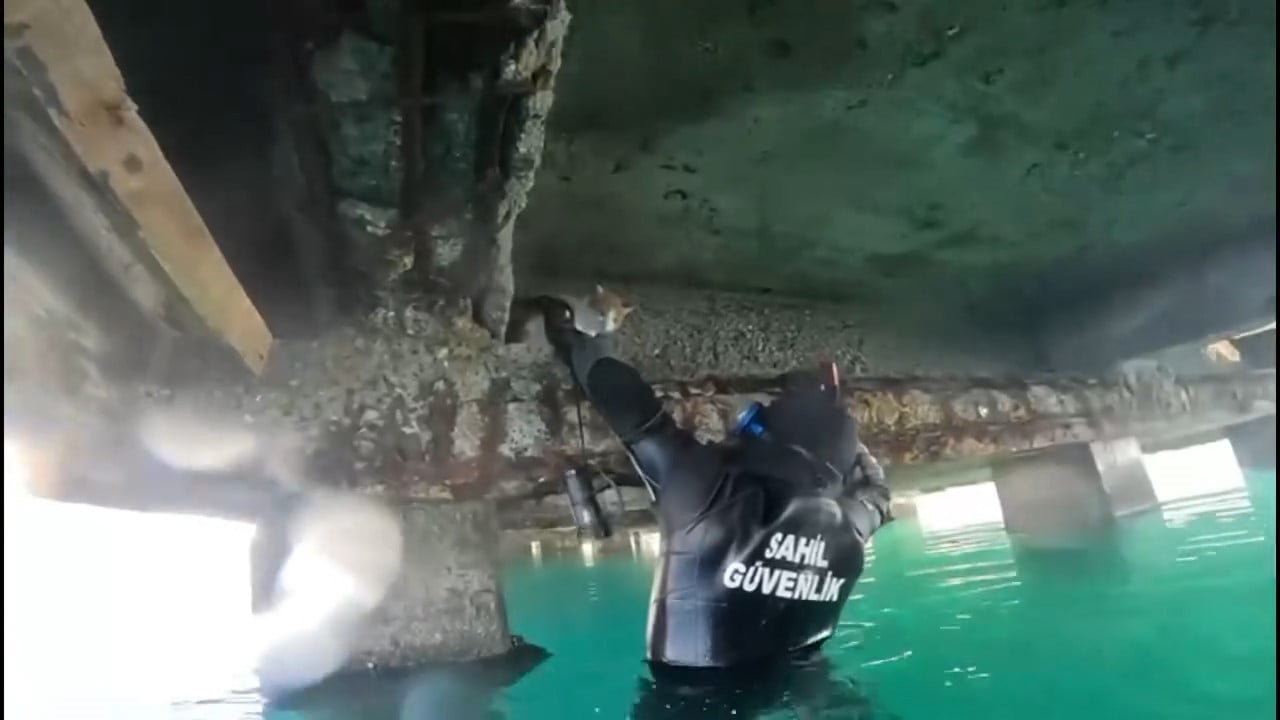 BALIKESİR’İN EDREMİT İLÇESİNDE, DENİZİN KENARINDAKİ İSKELENİN ALTINDA MAHSUR KALAN KEDİ, SAHİL...