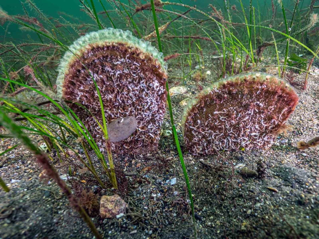 BANDIRMA ONYEDİ EYLÜL ÜNİVERSİTESİ DENİZCİLİK FAKÜLTESİ ÖĞRETİM ÜYESİ PROF. DR. MUSTAFA...