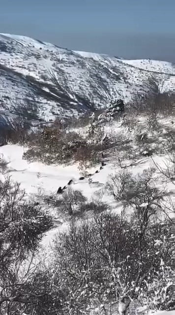 BASKİL İLÇESİNDE DOMUZ SÜRÜSÜ GÖRÜLDÜ.