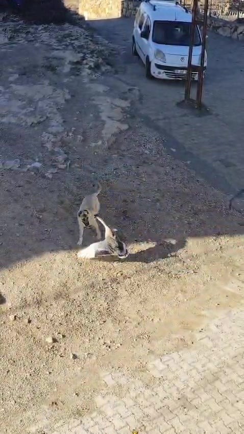 BATMAN'IN GERCÜŞ İLÇESİNDE KAZA İLE KÖPEĞİN KAVGASI CEP TELEFONU KAMERASINA YANSIDI.