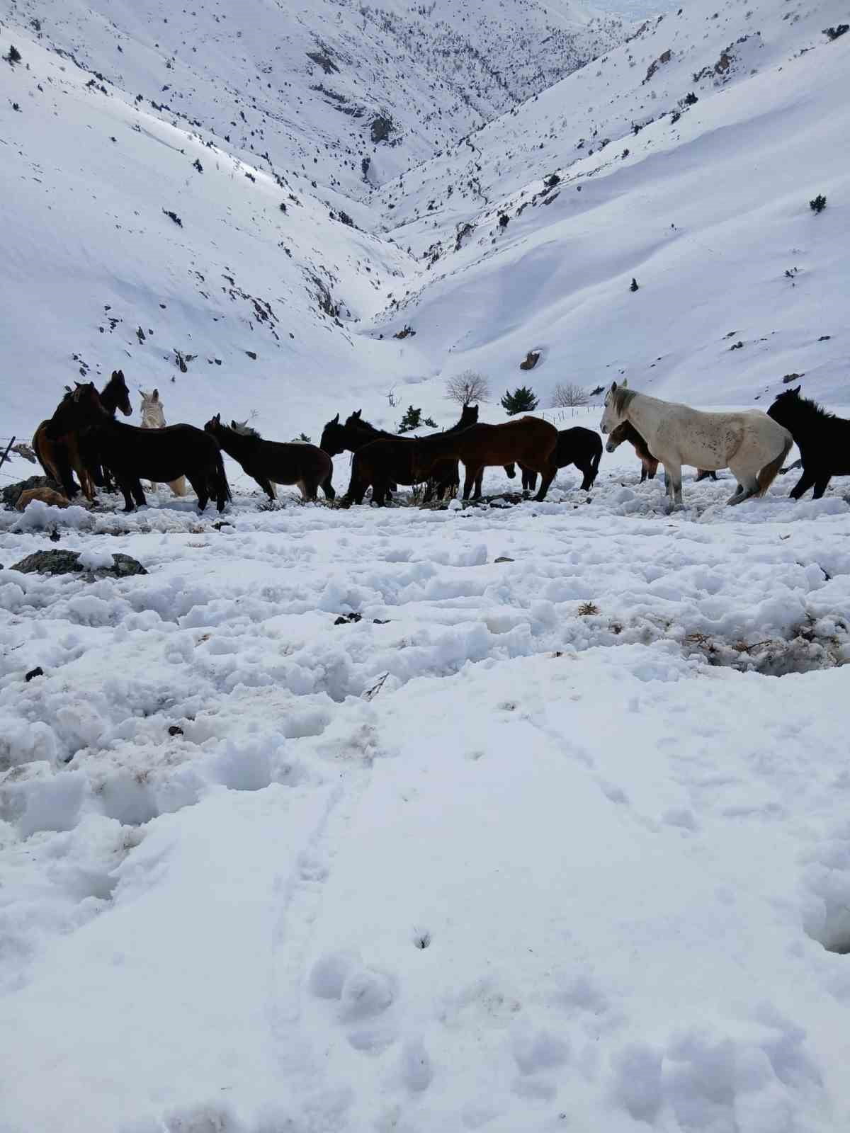 BATMAN’DA DAĞDA KARDA MAHSUR KALAN KATIRLAR SON ANDA KURTARILDI