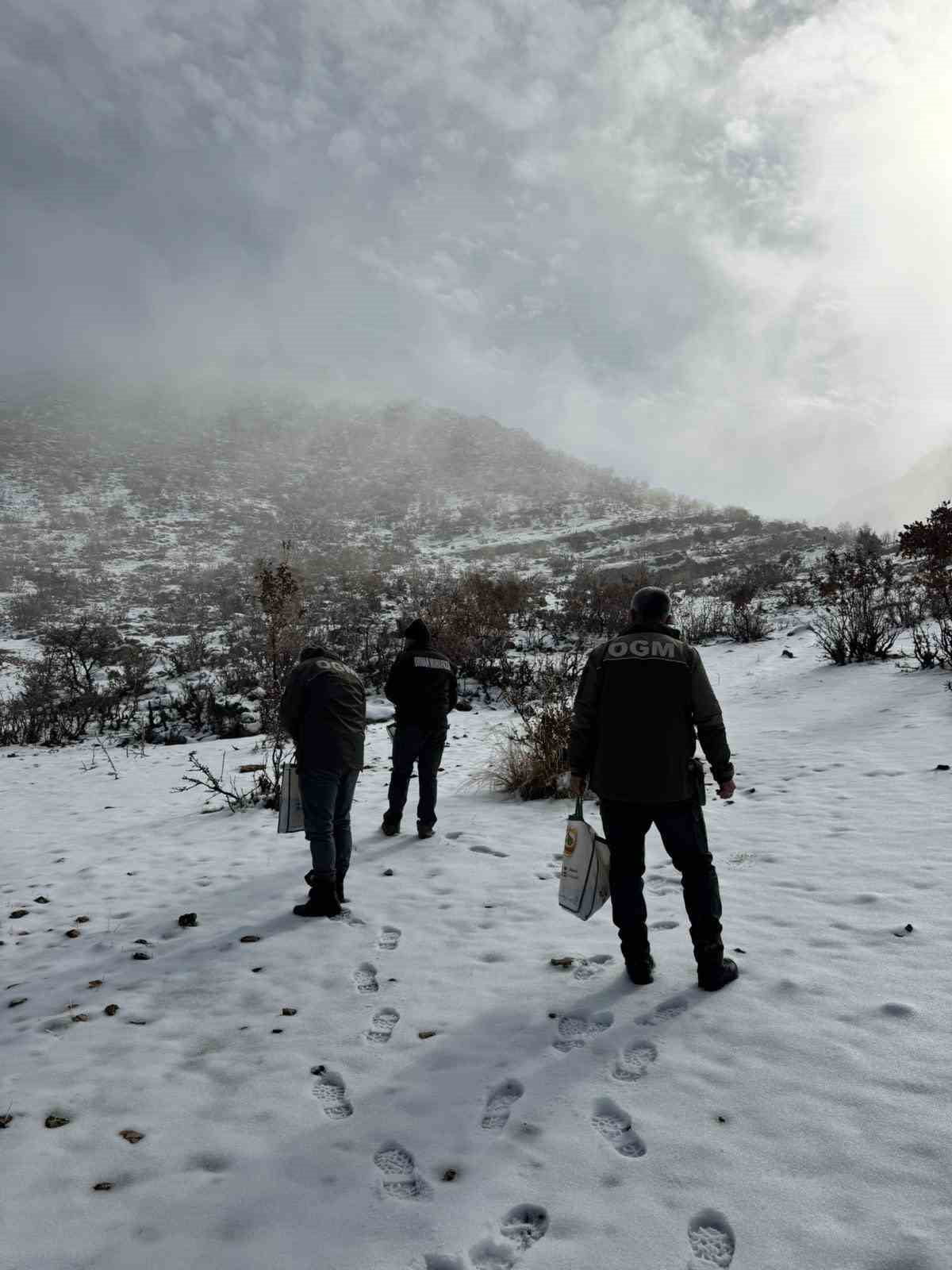 BATMAN’IN HASANKEYF İLÇESİNDE ORMAN İŞLETME ŞEFLİĞİ EKİPLERİ, YİYECEK BULMAKTA ZORLANAN YABAN...