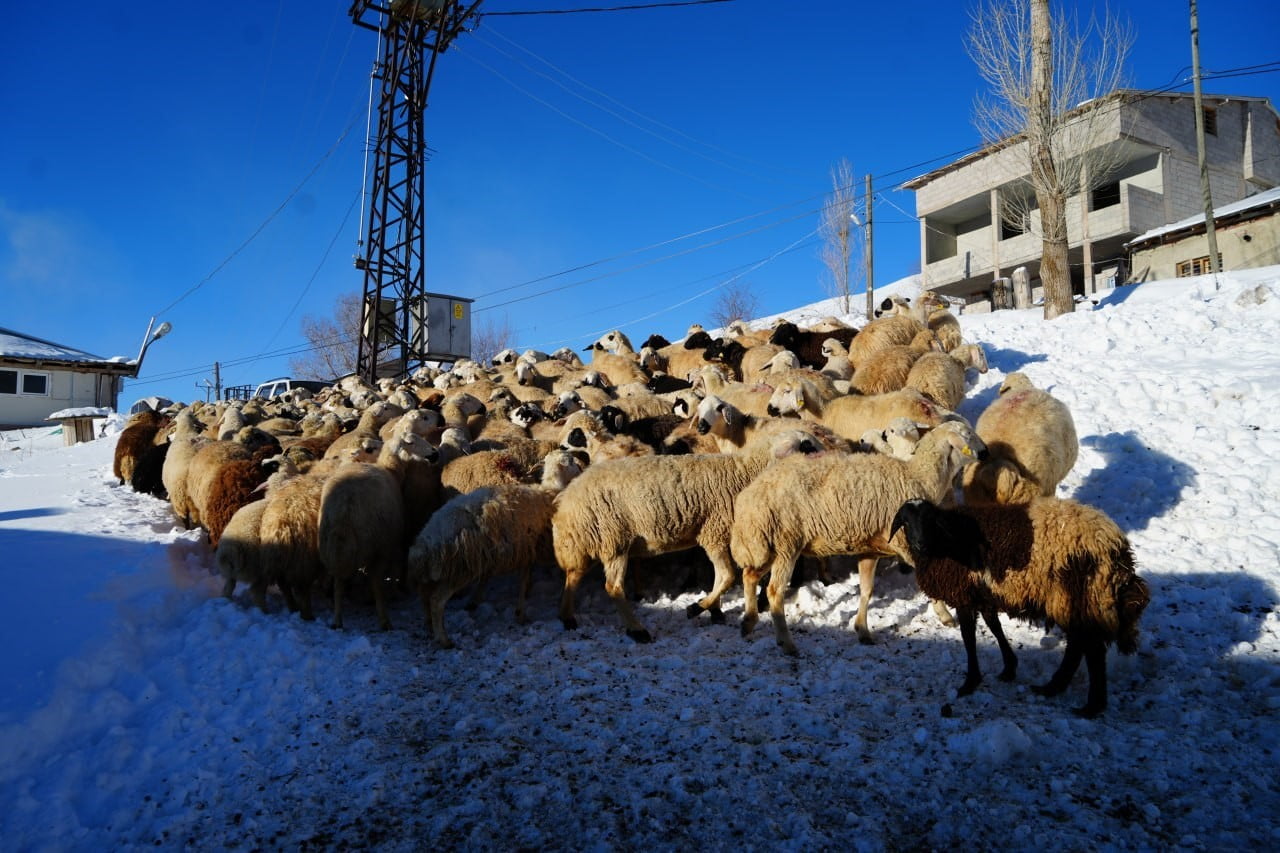 BAYBURT'TA DONDURUCU SOĞUKLARA RAĞMEN HAYVANCILIKTAN VAZGEÇMEYEN BESİCİ, İŞİNİ SEVEREK YAPMASIYLA...