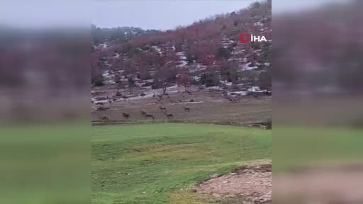 Beypazarı’nda yiyecek arayan yaban geyikleri yola indi