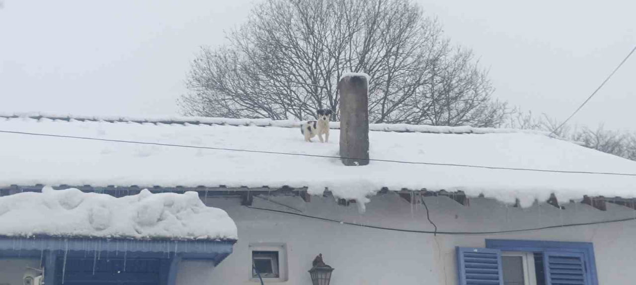 BİLECİK'TE KARLA KAPLI ÇATIDA MAHSUR KALAN MİNİK KÖPEK, YÜREKLERİ ISITAN BİR OPERASYONLA...