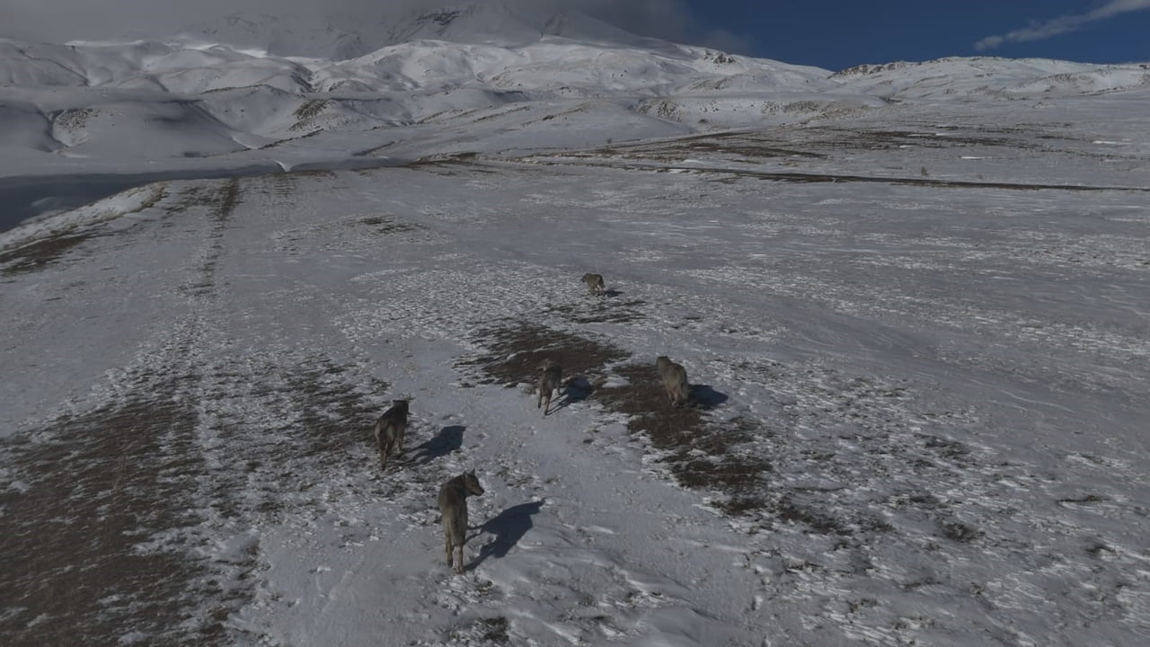 BİTLİS'İN ADİLCEVAZ İLÇESİ AYDINLAR BELDESİNDE DOĞADA NADİR RASTLANAN ANLARDAN BİRİ DRON...