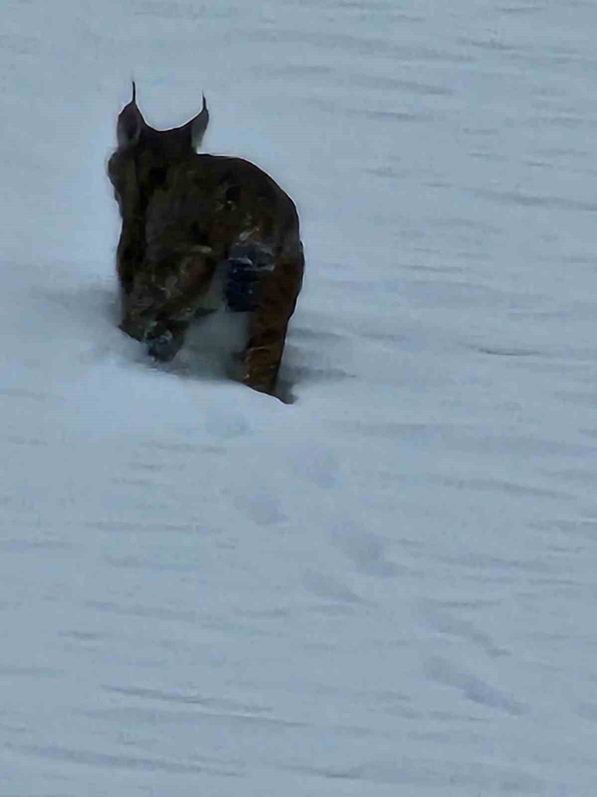 BİTLİS'İN HİZAN İLÇESİNDE NESLİ TÜKENME TEHLİKESİ ALTINDA OLAN VAŞAK GÖRÜNTÜLENDİ.