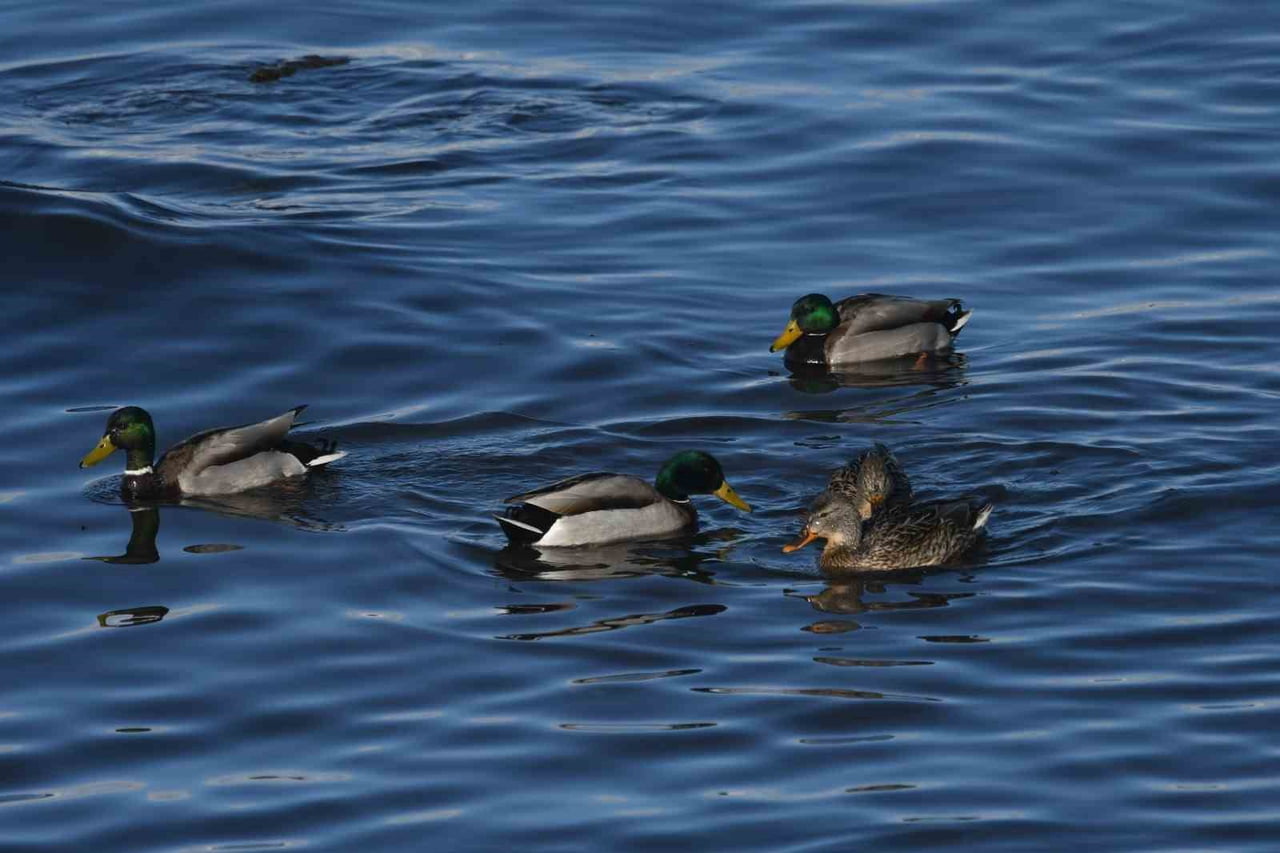 BİTLİS’İN TATVAN İLÇESİNDE, VAN GÖLÜ SAHİLİNDE YEŞİLBAŞ ÖRDEKLER GÖRÜNTÜLENDİ.