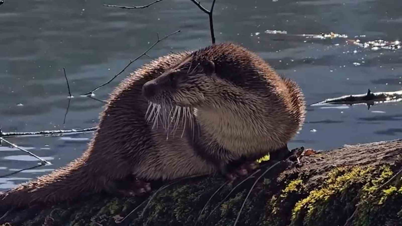 BOLU'NUN DOĞAL GÜZELLİKLERİYLE ÜNLÜ YEDİGÖLLER MİLLİ PARKI'NDA, NESLİ TÜKENME TEHLİKESİ ALTINDA...