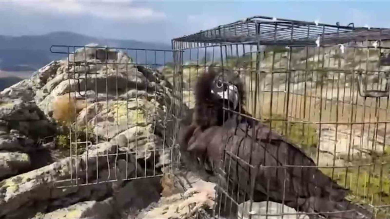 BOLU’DA 2025 YILI BOYUNCA YARALI YA DA BİTKİN HALDE BULUNDUKTAN SONRA TEDAVİ ALTINA ALINAN 132...