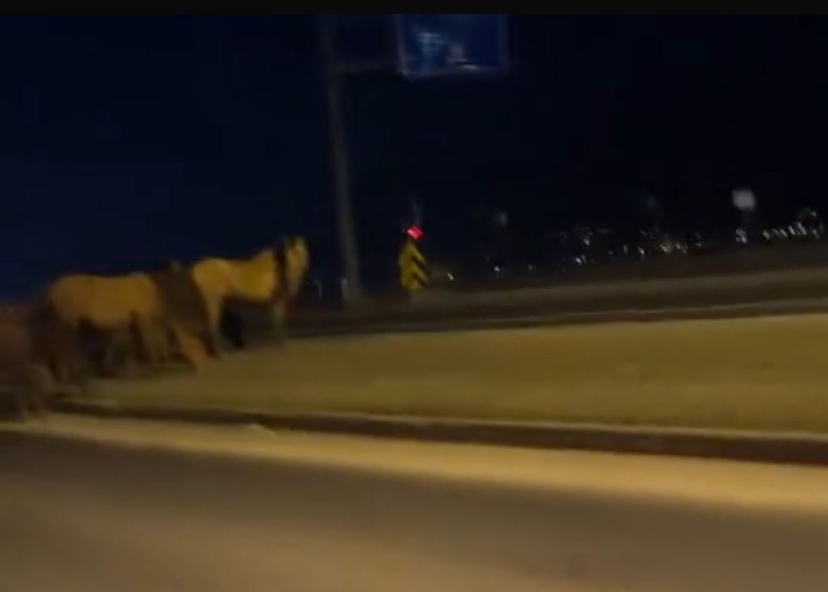 BOLU’DA DOĞAL YAŞAM ALANLARINDAN İNEN YILKI ATLARI, ULUSLARARASI GEÇİŞ GÜZERGAHI OLAN D-100 KARA...