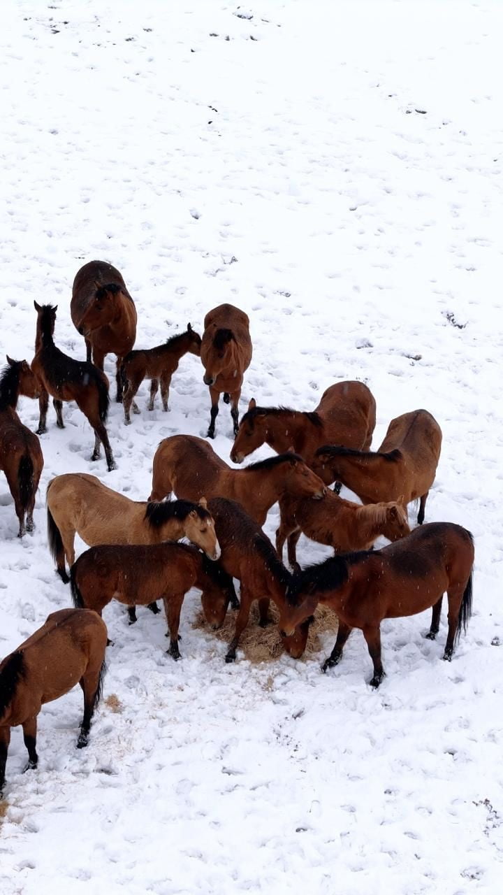 BOLU’DA KARLI HAVADA YİYECEK BULMAKTA ZORLANAN YABANİ YILKI ATLARI ŞEHİR MERKEZİNE İNDİ....