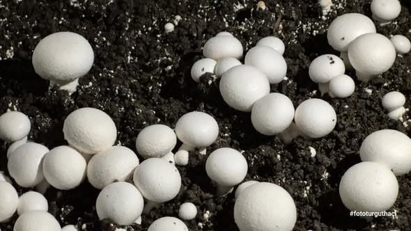 BULANCAK MESLEKİ VE TEKNİK ANADOLU LİSESİ TARIM TEKNOLOJİLERİ ALANI ÖĞRENCİLERİ TARAFINDAN...