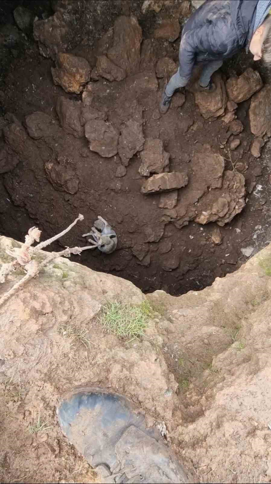 BUNUN ÜZERİNE HAREKETE GEÇEN GENÇLER, HALAT YARDIMIYLA TİLKİYİ DÜŞTÜĞÜ KUYUDAN ÇIKARDI