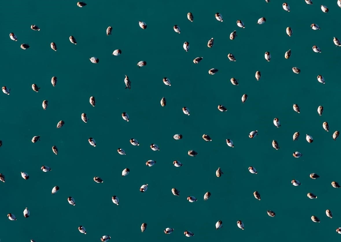 BURDUR’UN YEŞİLOVA İLÇESİNDE YER ALAN SALDA GÖLÜ’NDE, GÖÇ DÖNEMİNDE BÖLGEYE GELEN ELMABAŞ PATKA...