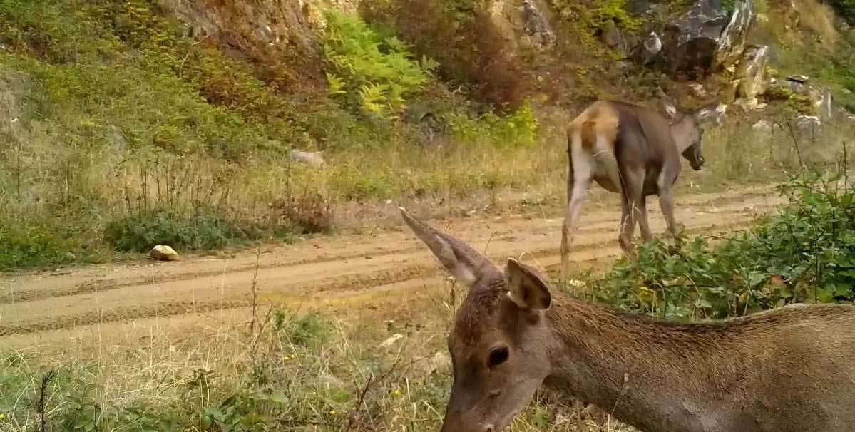 BURSA'DA YABAN HAYATI GÖRÜNTÜLEMEK İÇİN ULUDAĞ'IN FARKLI BÖLGELERİNE KURULAN FOTOKAPANLAR...