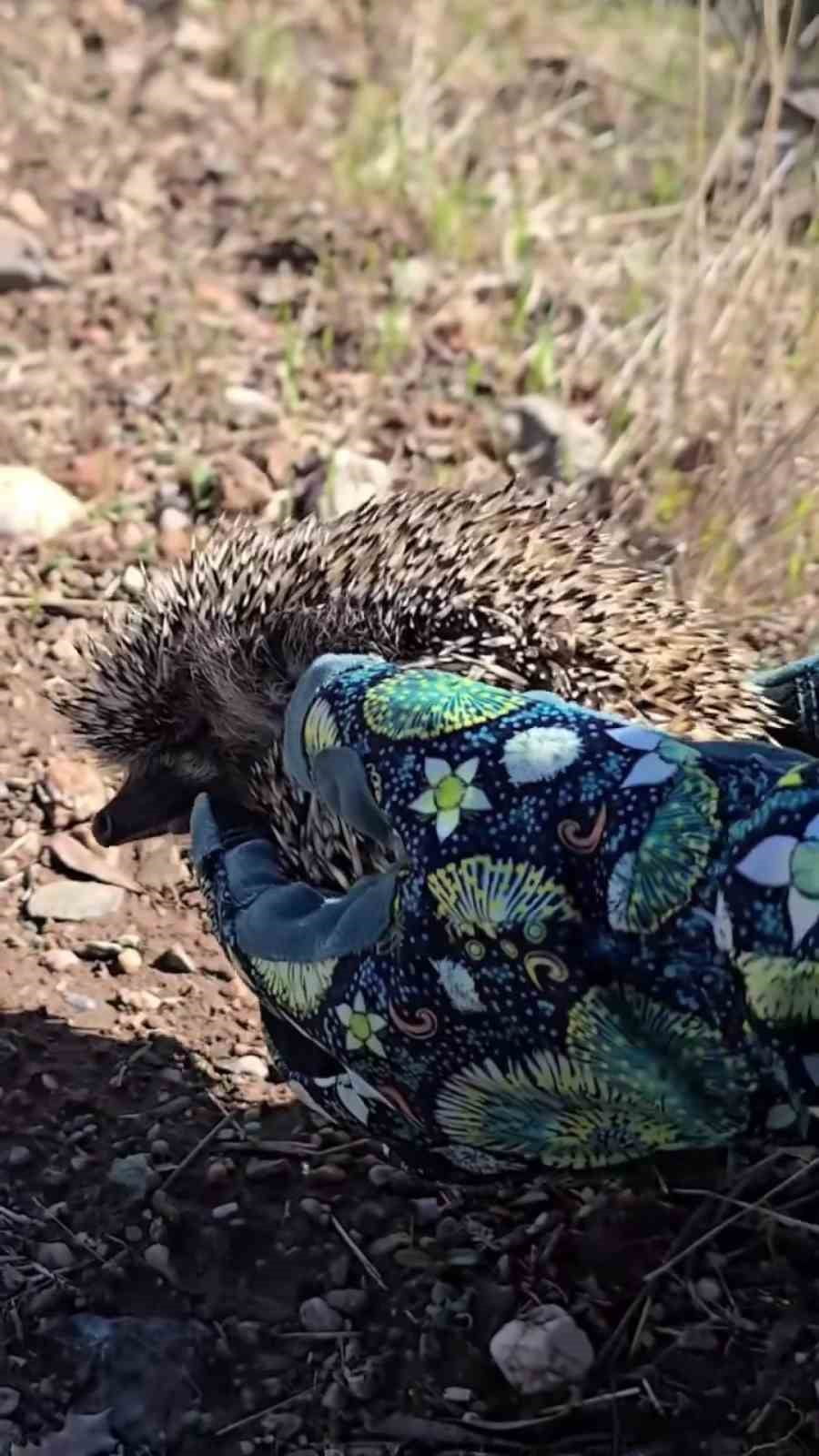 ÇANAKKALE’DE DOĞA KORUMA VE MİLLİ PARKLAR MÜDÜRLÜĞÜ (DKMP) EKİPLERİNİN BİTKİN VE ZAYIF HALDE...