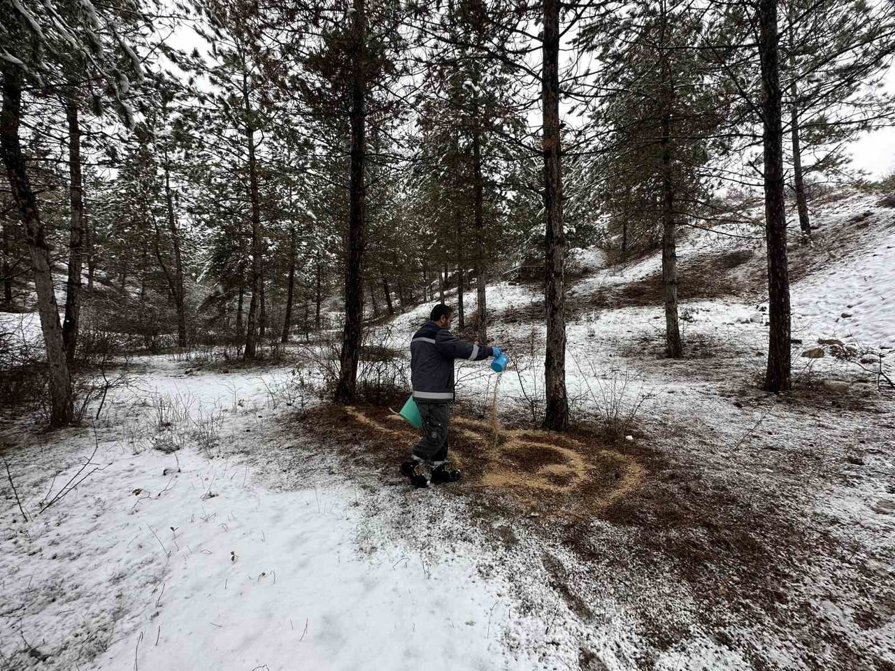 ÇORUM BELEDİYESİ, YABAN HAYVANLARI İÇİN DOĞADA YEMLEME ÇALIŞMASI YAPTI.