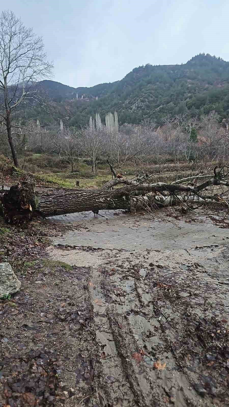 DENİZLİ’NİN BULDAN İLÇESİNDE BULUNAN ASIRLIK KAVAK AĞACI, BÖLGEDE ETKİLİ OLAN ŞİDDETLİ FIRTINA...