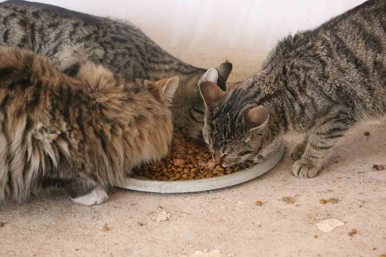DİYARBAKIR'DA YAŞAYAN MUHAMMET BAHATTİN DOĞRU, 10 YILDIR SOKAK HAYVANLARININ YAŞAM MÜCADELESİNE...