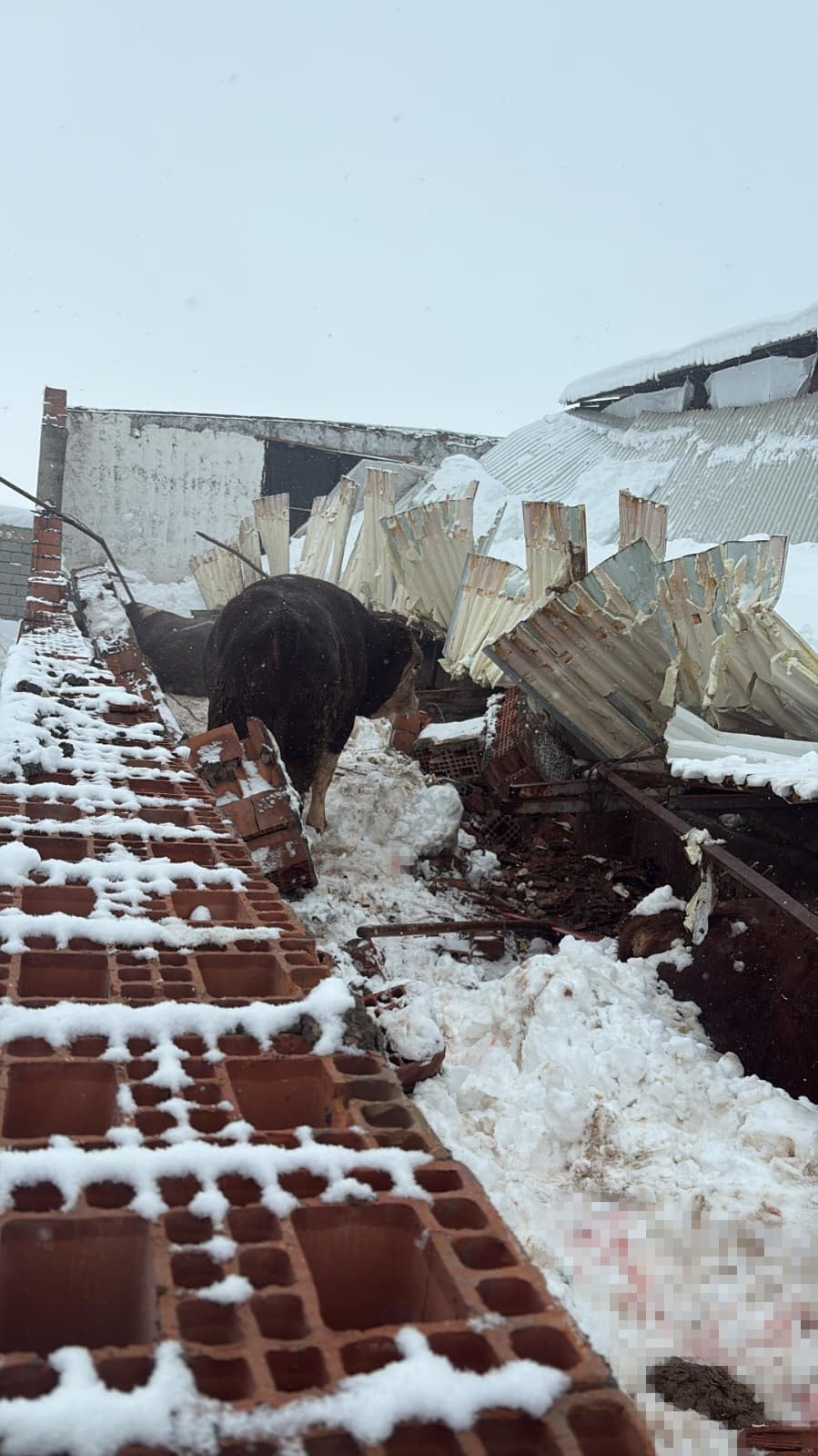 DİYARBAKIR'IN MERKEZ SUR İLÇESİNDE KAR YAĞIŞI NEDENİYLE BİR AHIRIN ÇATISININ ÇÖKMESİ SONUCU 11...