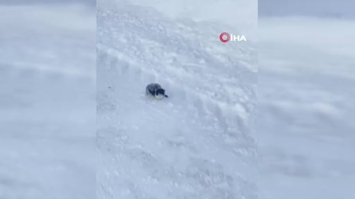 Donmak üzere olan yavru kediyi kurtardı, davranışı ile takdir topladı