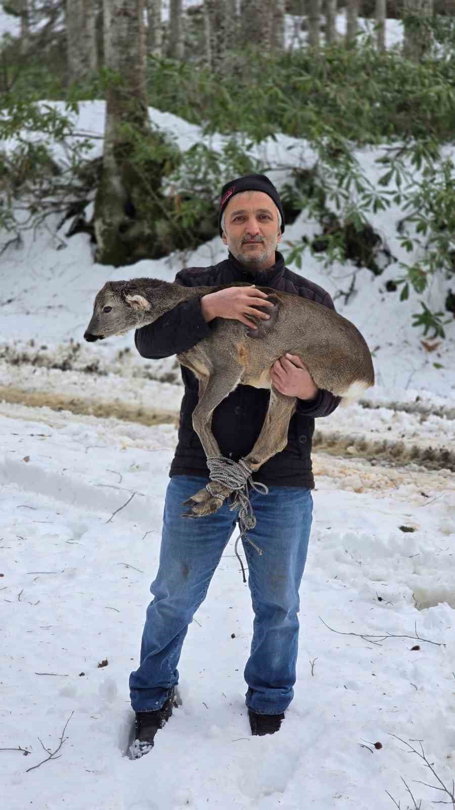 DÜZCE’NİN GÜZELDERE KÖYÜ MEVKİİNDE, KARLARIN İÇİNDE YARALI HALDE BULUNAN YAVRU KARACA, DUYARLI...