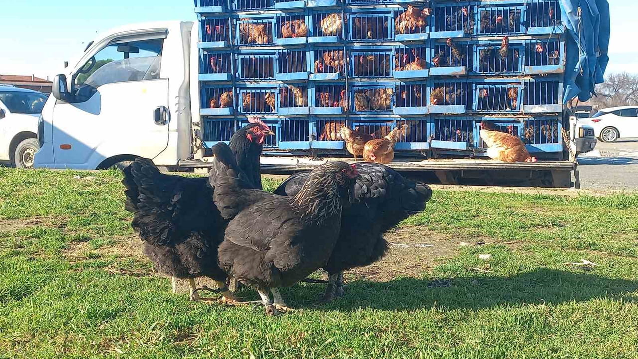 EDİRNE'DE BABA MESLEĞİNİ YAŞATAN FERİT DEMİRÖVEN, 30 YILDIR KÖY KÖY GEZEREK YUMURTA TAVUĞU SATIŞI...