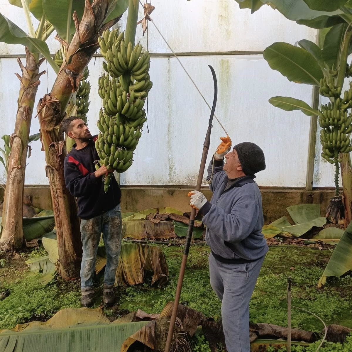 EFELER İLÇESİ DALAMA MAHALLESİ’NDE 4 DEKARLIK ALANDA KURULAN MUZ BAHÇESİNDE BAŞLAYAN HASATTA, 700...
