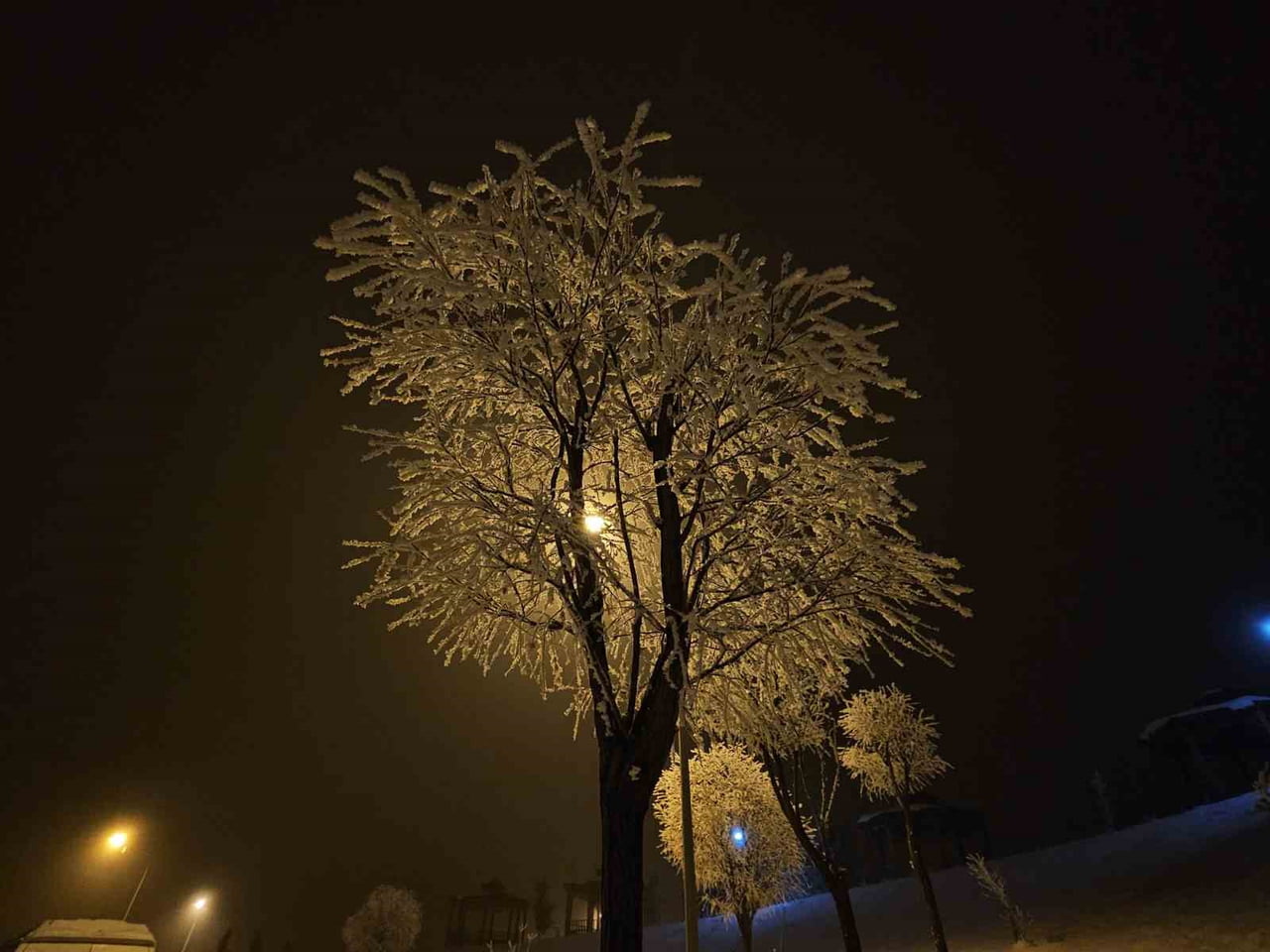 ELAZIĞ'DA AĞAÇLAR KIRAĞI TUTTU