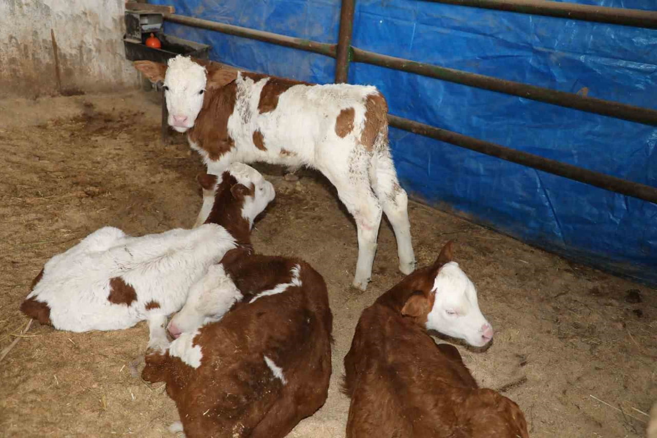 ELAZIĞ’DA 2020 VE 2023 YILLARINDA MEYDANA GELEN DEPREMLERİN ARDINDAN YAPIMI TAMAMLANAN AHIR, AĞIL...