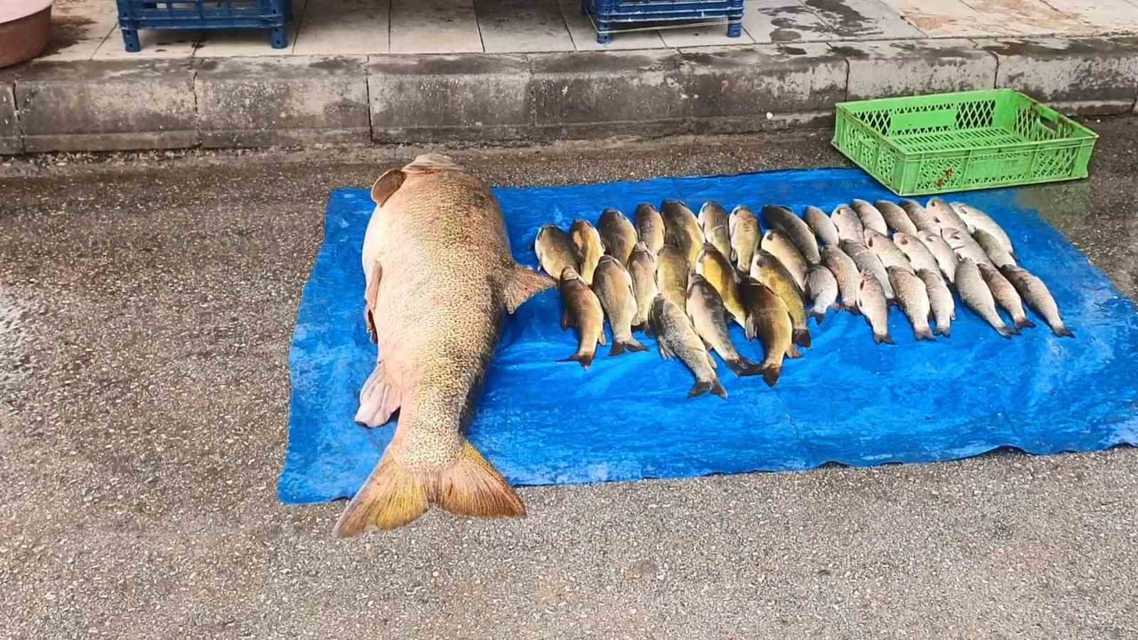 ELAZIĞ’DA AMATÖR BALIKÇILAR, MURAT NEHRİ’NDE 52 KİLOLUK DEV TURNA BALIĞI YAKALADI