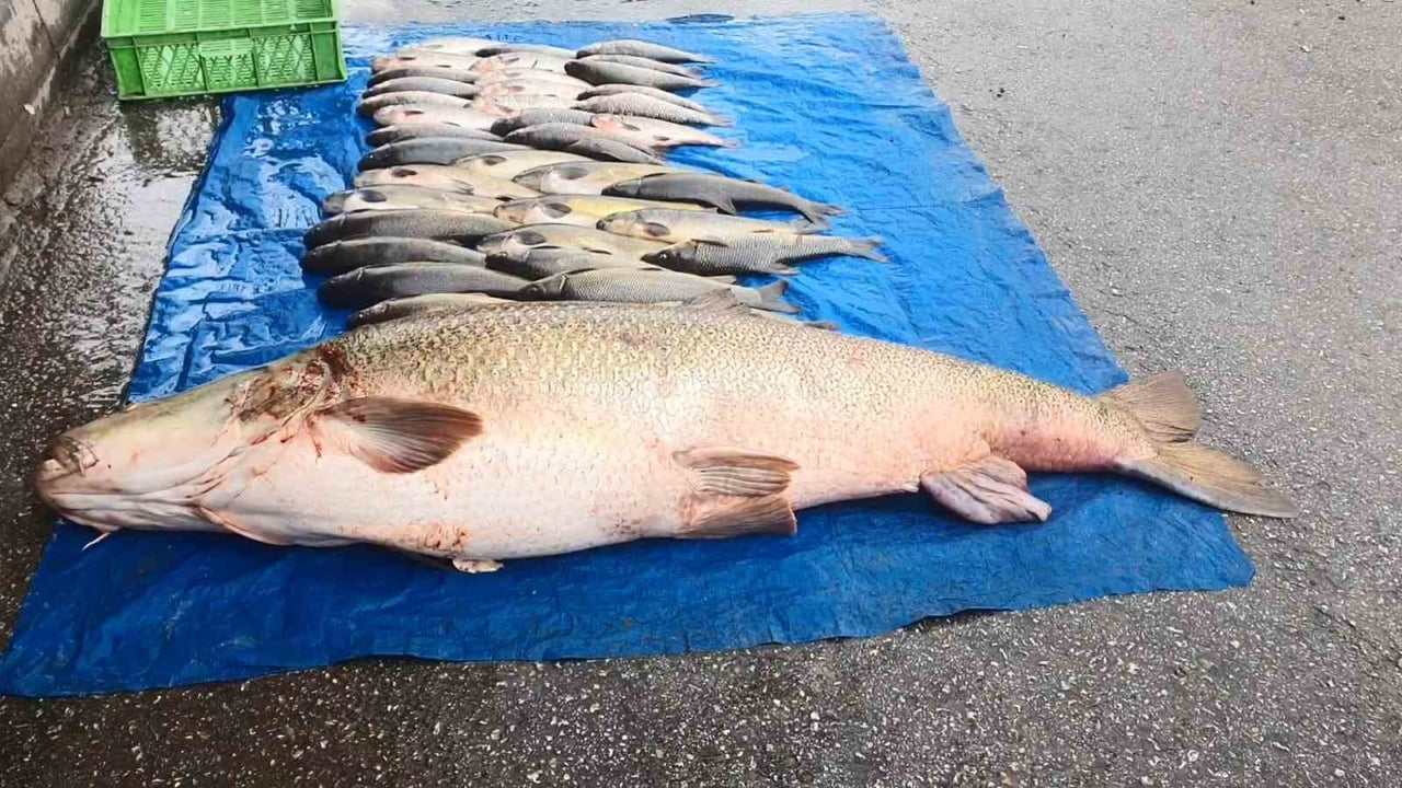 ELAZIĞ’DA AMATÖR BALIKÇILAR, MURAT NEHRİ’NDE 52 KİLOLUK DEV TURNA BALIĞI YAKALADI