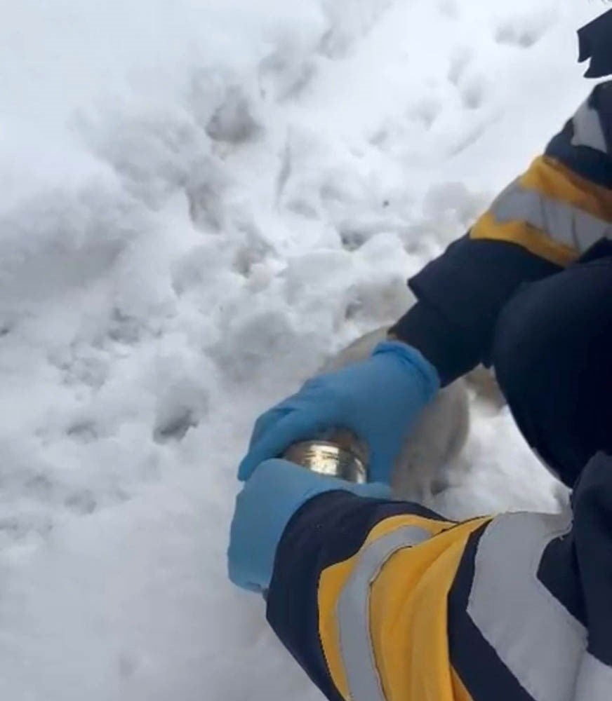 ELAZIĞ’DA BAŞINA KONSERVE SIKIŞAN KEDİ, SAĞLIK EKİPLERİNİN MÜDAHALESİYLE KURTARILDI