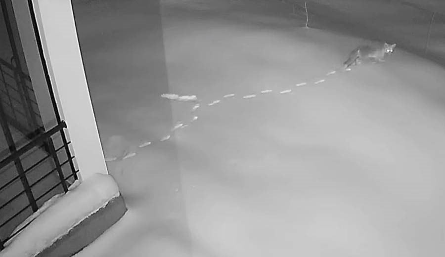 ELAZIĞ’DA KARDAN DOLAYI YİYECEK BULAMAYAN VE KÖYLERDEKİ EVLERİN KENARLARINA KADAR GELEN TİLKİ...