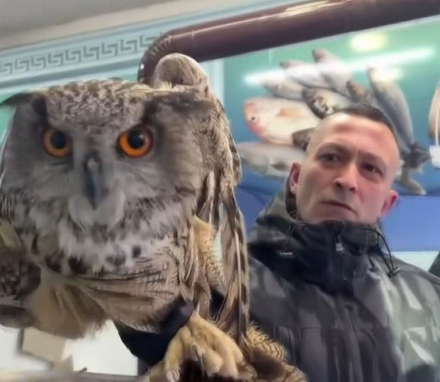 ERZİNCAN’DA SOĞUKTAN BİTKİN DÜŞEN BAYKUŞ VATANDAŞLARIN DUYARLILIĞIYLA KURTARILDI