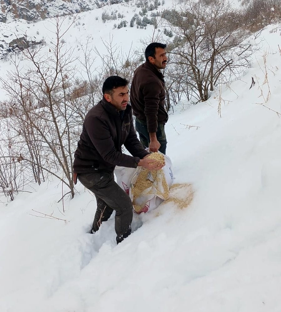 ERZİNCAN’IN KEMAH İLÇESİNDE, AĞIR KIŞ ŞARTLARI NEDENİYLE YİYECEK BULMAKTA ZORLANAN YABAN...