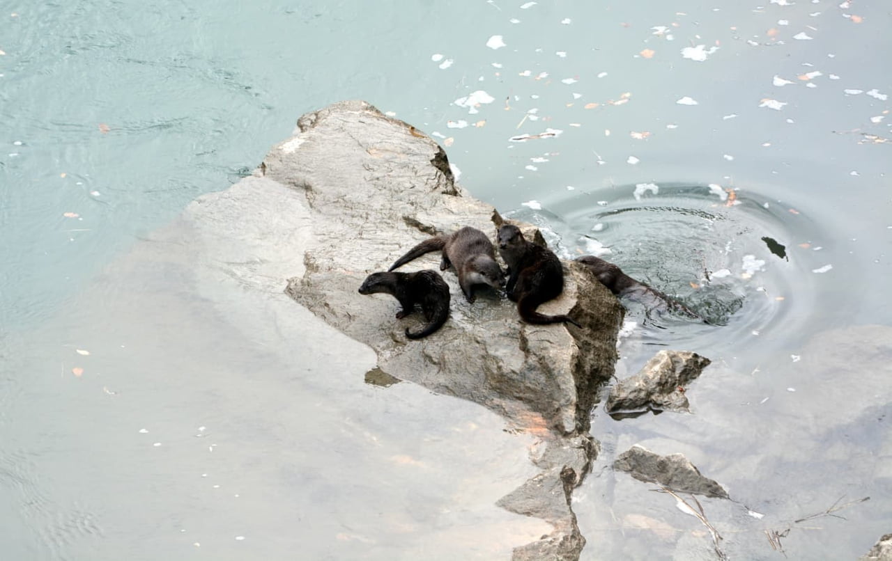 ERZİNCAN’IN KEMALİYE İLÇESİNDE DONDURUCU SOĞUKLARIN ETKİSİYLE BÜYÜK BÖLÜMÜ BUZ TUTAN FIRAT...
