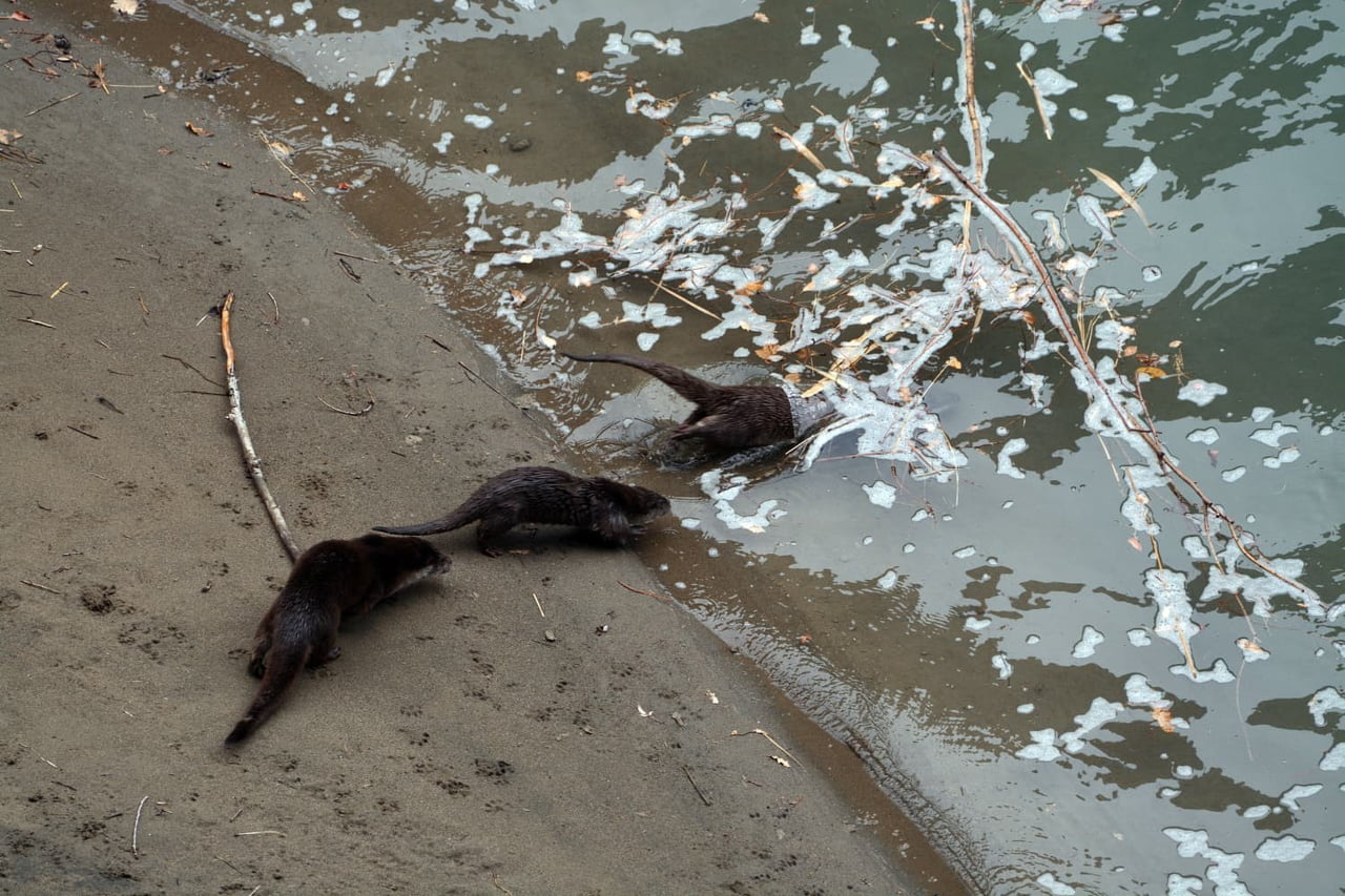 ERZİNCAN’IN KEMALİYE İLÇESİNDE DONDURUCU SOĞUKLARIN ETKİSİYLE BÜYÜK BÖLÜMÜ BUZ TUTAN FIRAT...