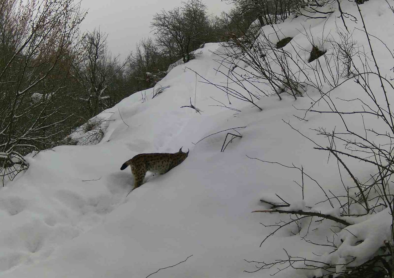 ERZİNCAN VE ÇEVRESİNDE YABAN HAYATI, DOĞAYA YERLEŞTİRİLEN FOTOKAPANLARLA GÖRÜNTÜLENDİ