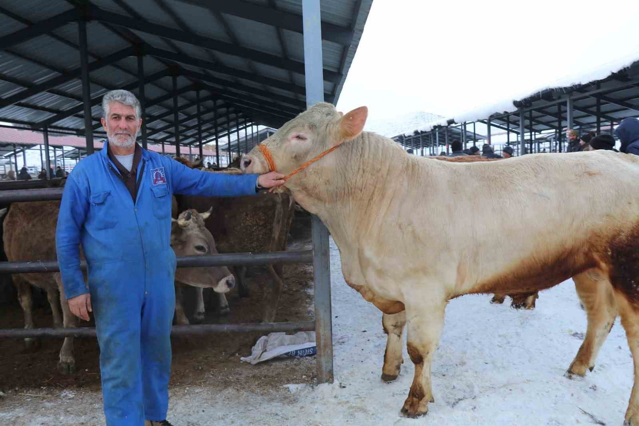 ERZURUM VE BÖLGENİN EN HAREKETLİ CANLI HAYVAN PAZARLARINDAN BİRİ OLAN OLTU CANLI HAYVAN PAZARI...