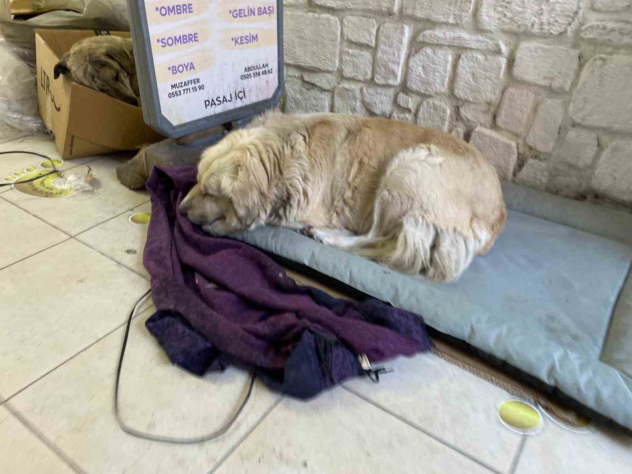 ESKİŞEHİR'DE HAVA SICAKLIKLARININ EKSİ DERECELERE DÜŞMESİYLE BİRLİKTE SOKAK HAYVANLARININ YAŞAMI...