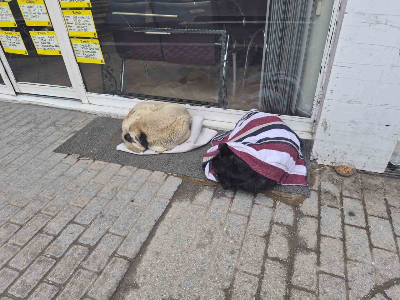 ESKİŞEHİR'DE SOĞUK HAVALARIN ETKİSİNDE KALAN SOKAK KÖPEĞİ ÇÖZÜMÜ ÖRTÜNEREK BULDU.