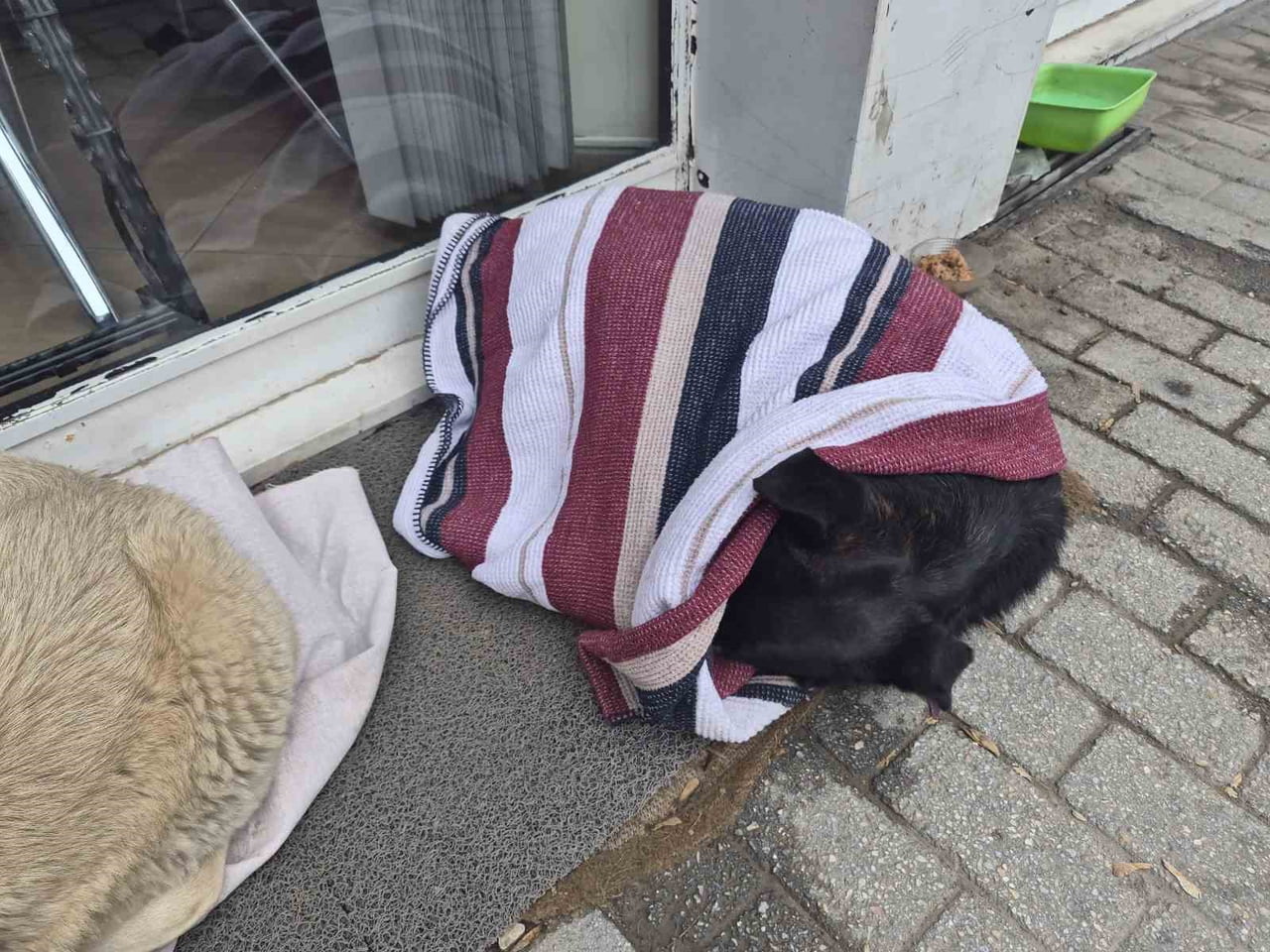 ESKİŞEHİR'DE SOĞUK HAVALARIN ETKİSİNDE KALAN SOKAK KÖPEĞİ ÇÖZÜMÜ ÖRTÜNEREK BULDU.