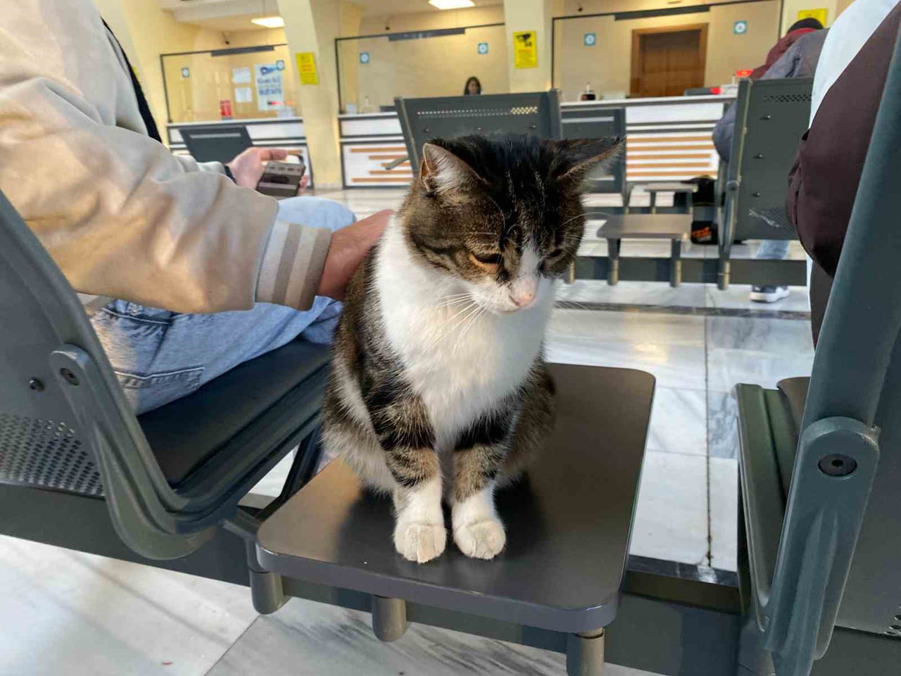 ESKİŞEHİR'DE SOĞUKTAN ÜŞÜYEN SOKAK KEDİLERİ, ISINMAK İÇİN TREN GARINA SIĞINDI.