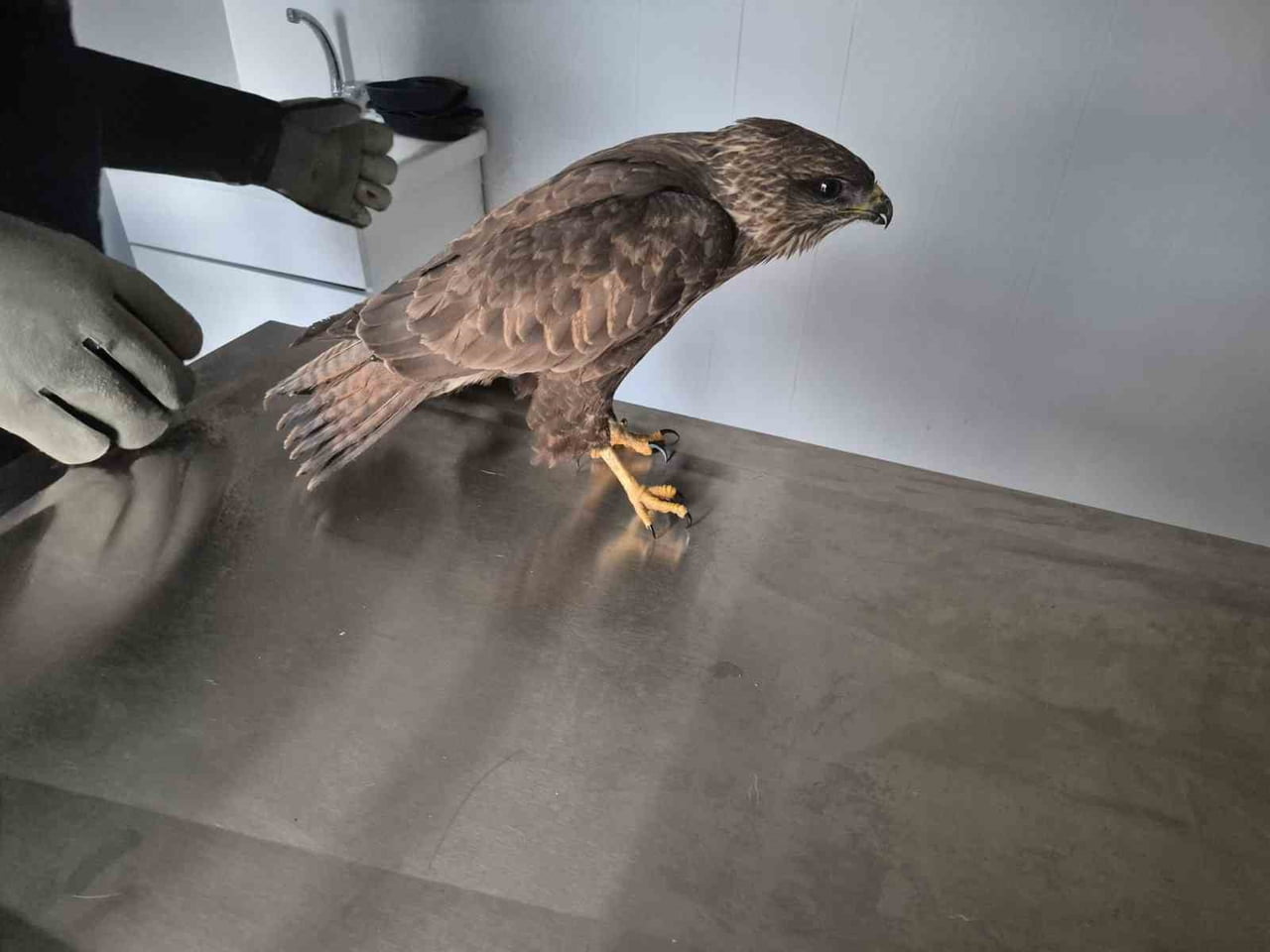 GERMENCİK BELEDİYESİ, VETERİNERLİK HİZMETLERİ KAPSAMINDA YÜRÜTTÜĞÜ ÇALIŞMALARLA YARALI HALDE...