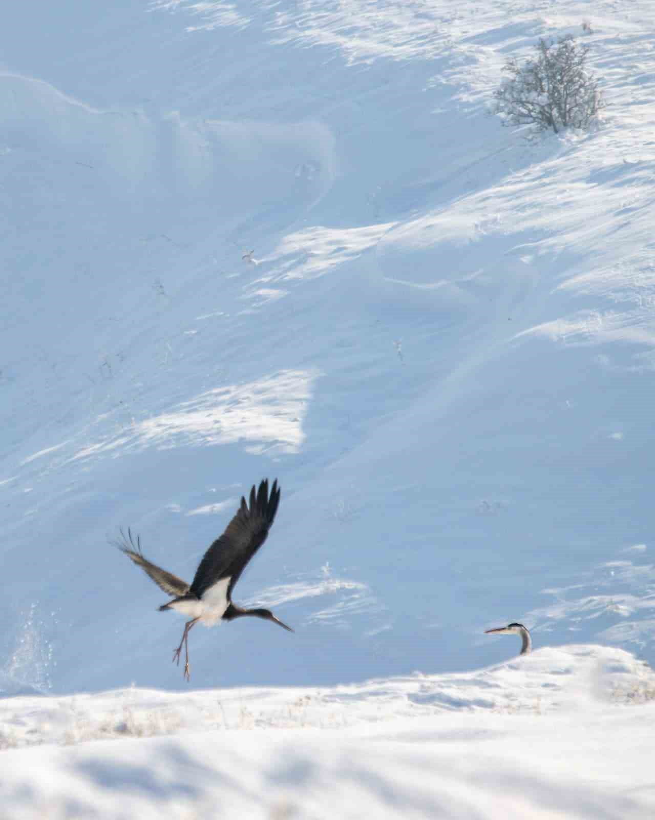 GÖÇ ETMEYİ UNUTAN KARA LEYLEKLER, ELAZIĞ’IN KARAKOÇAN İLÇESİNDE FOTOĞRAFLANDI