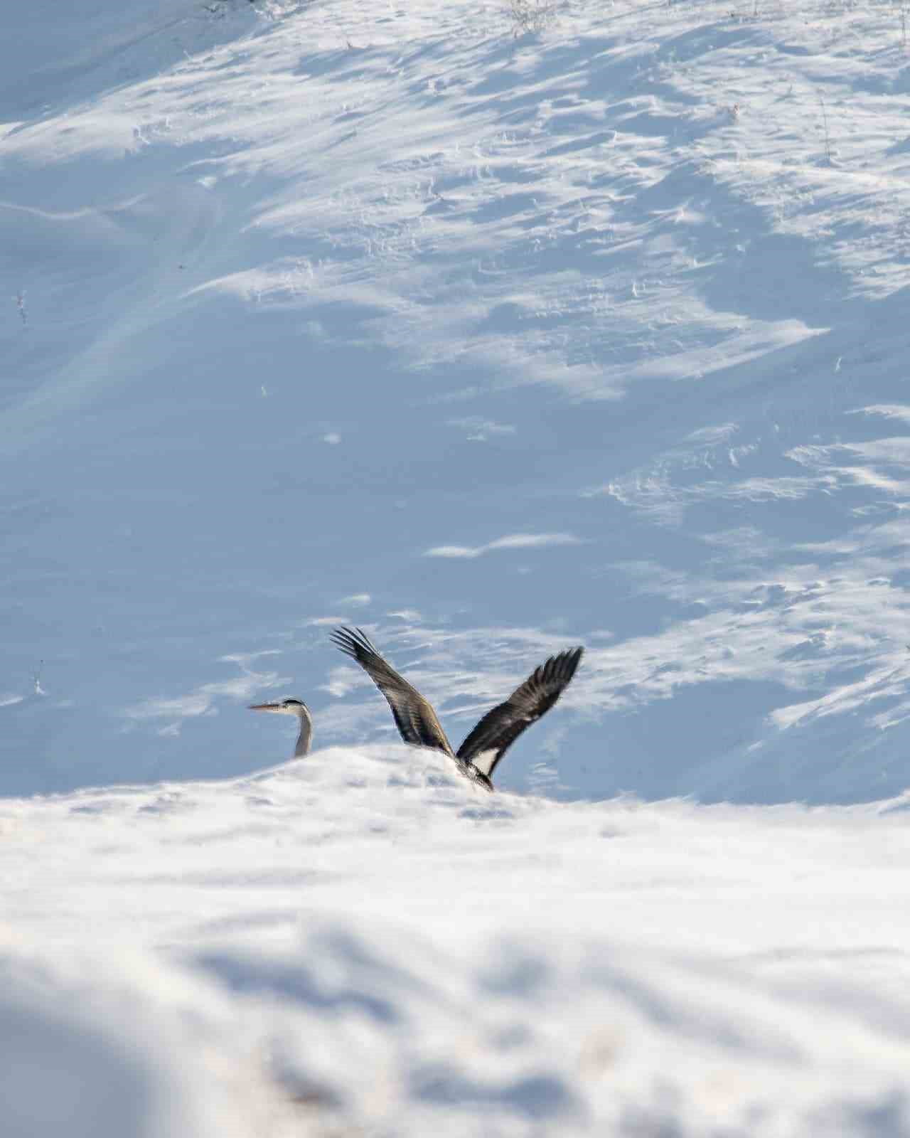 GÖÇ ETMEYİ UNUTAN KARA LEYLEKLER, ELAZIĞ’IN KARAKOÇAN İLÇESİNDE FOTOĞRAFLANDI