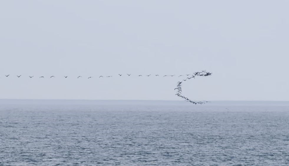 GÖÇ YOLCULUĞU SIRASINDA KARADENİZ KIYI HATTINI KULLANAN GÖÇMEN KUŞLARIN, HOPA AÇIKLARINDA SÜRÜLER...